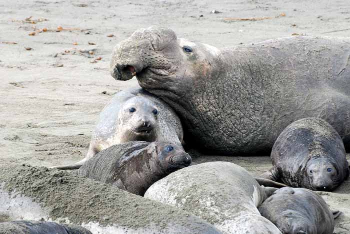 Elephant Seals of Piedras Blanca