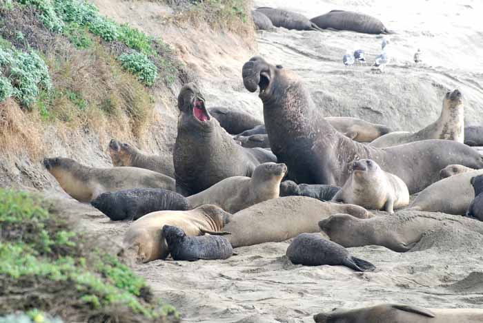 Elephant Seals of Piedras Blanca