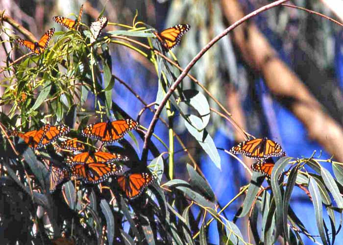 Santa Cruz monarchs' morning explorations