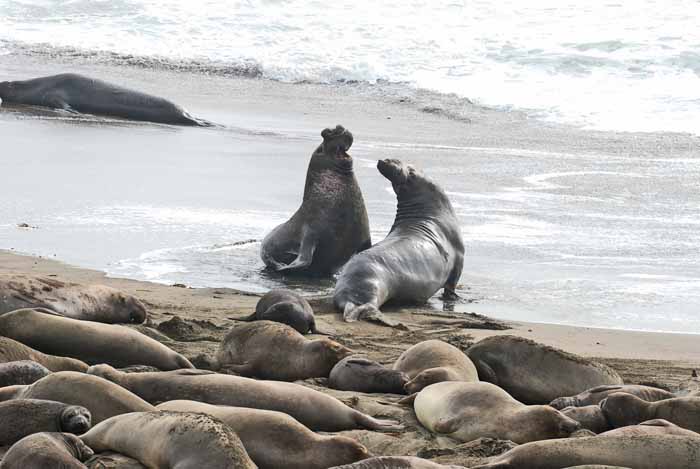 Elephant Seals of Piedras Blanca