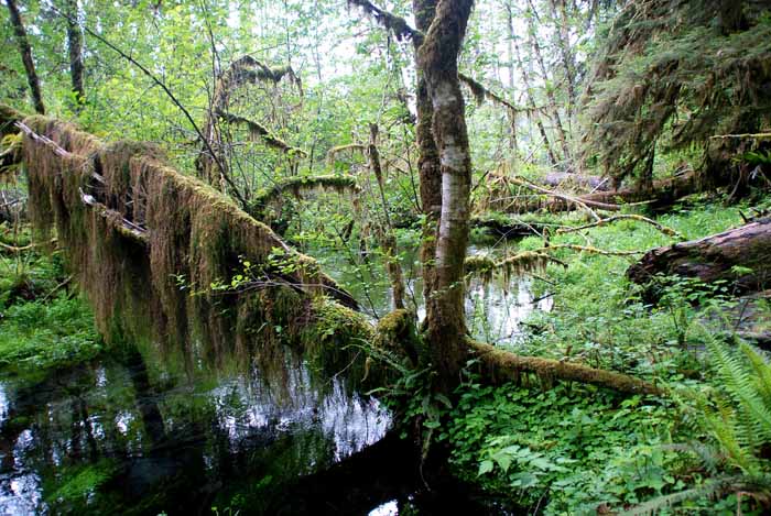 Olympic Peninsula