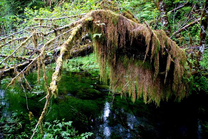 Olympic Peninsula