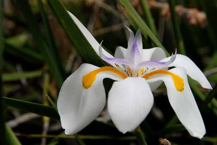 Flowers From the Garden