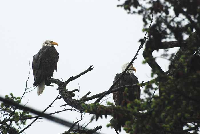 Olympic Peninsula