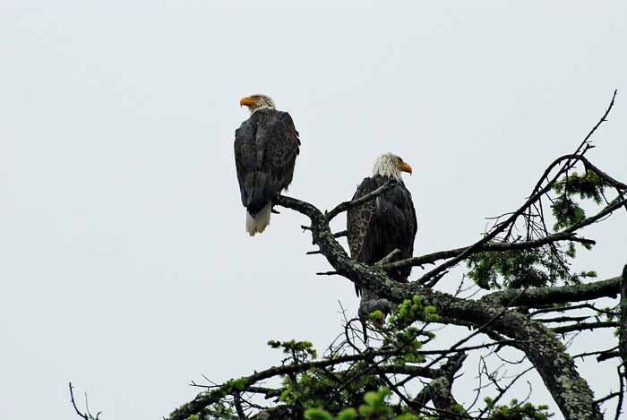 Olympic Peninsula