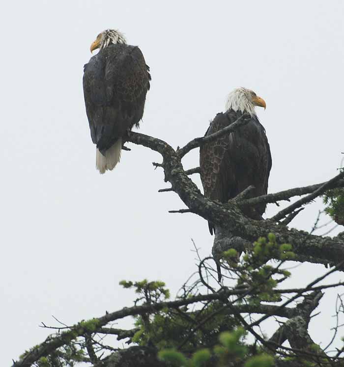 Olympic Peninsula