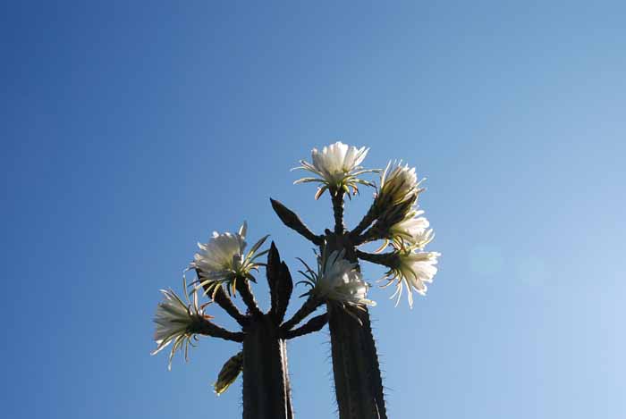 Desert Blooms & Succulents
