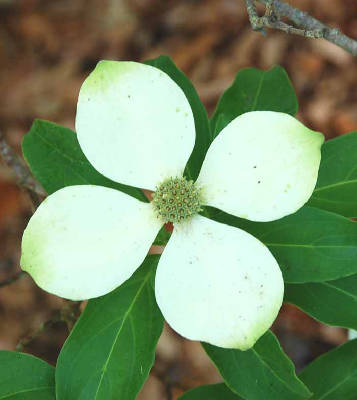 UC Botanical Gardens