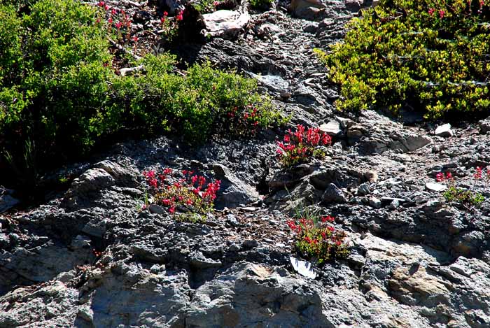 Mt. Lassen National Park