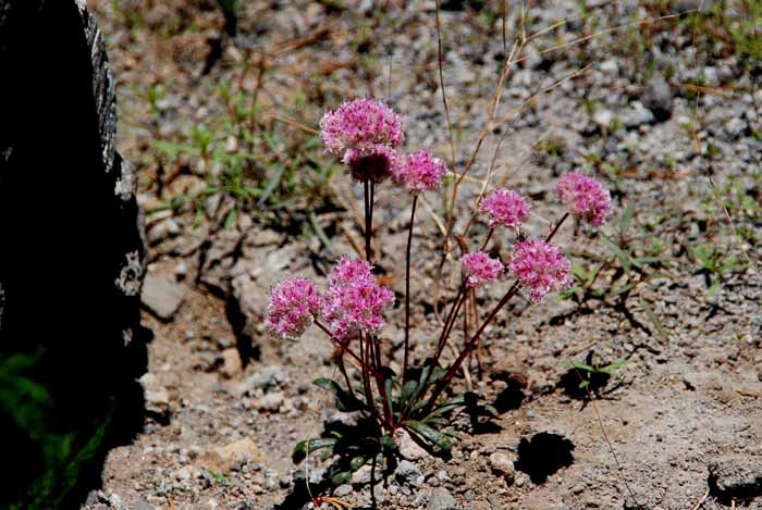 Mt. Lassen National Park