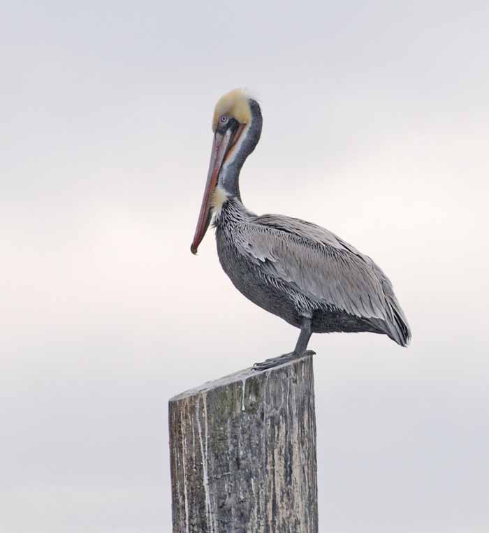 The Brown Pelican