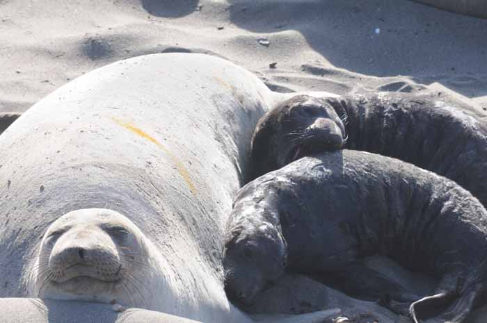 Northern Elephant Seals