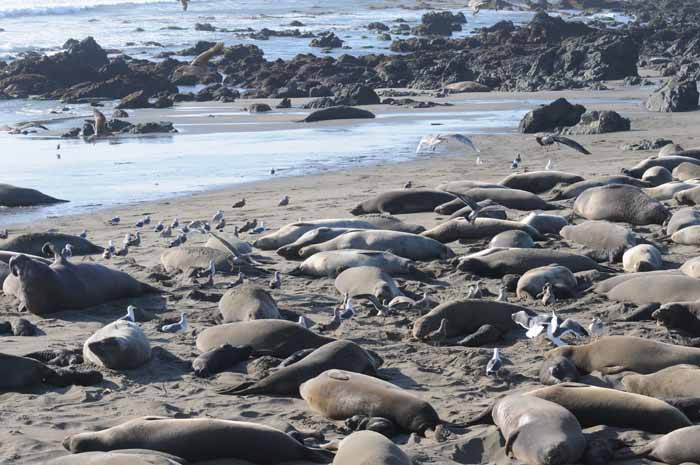 Northern Elephant Seals