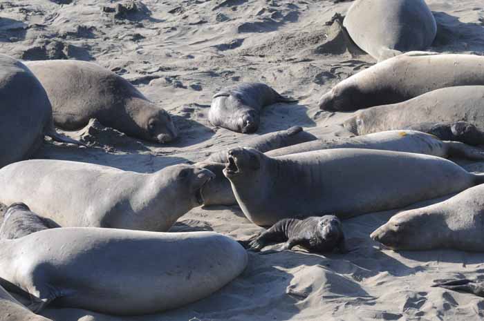 Northern Elephant Seals