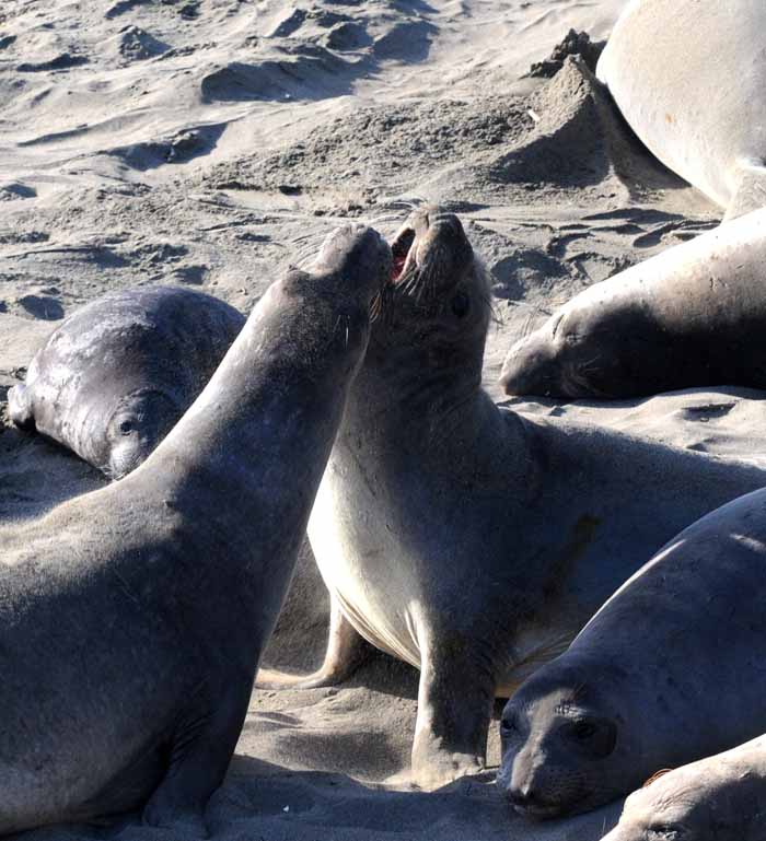 Northern Elephant Seals