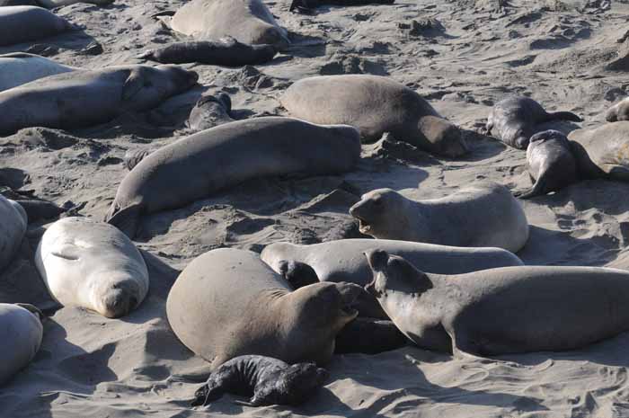 Northern Elephant Seals