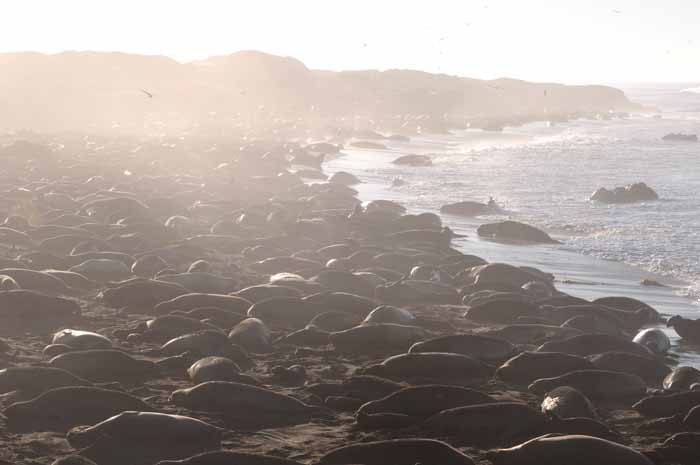 Northern Elephant Seals