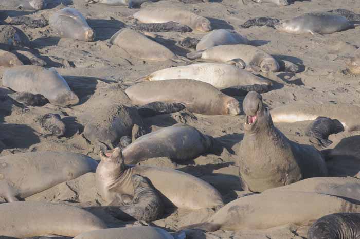 Northern Elephant Seals