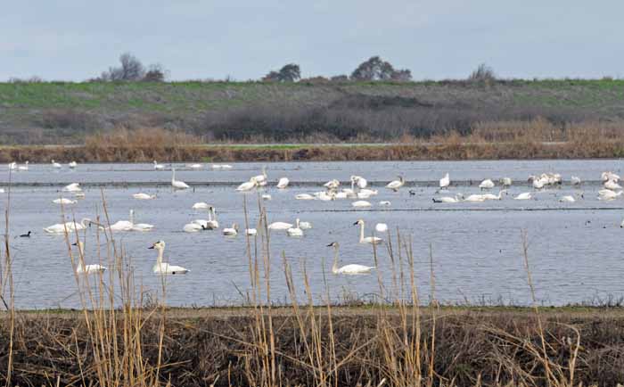 Flight of the Swans