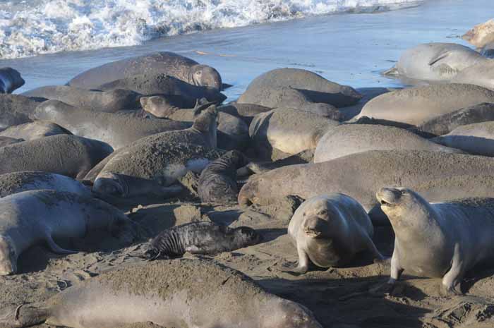 Northern Elephant Seals