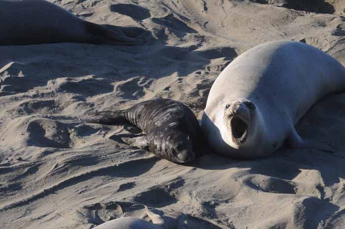 Northern Elephant Seals