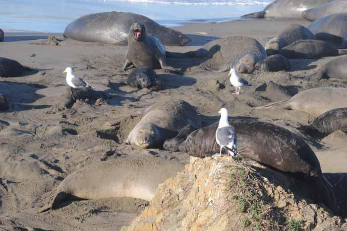 Northern Elephant Seals