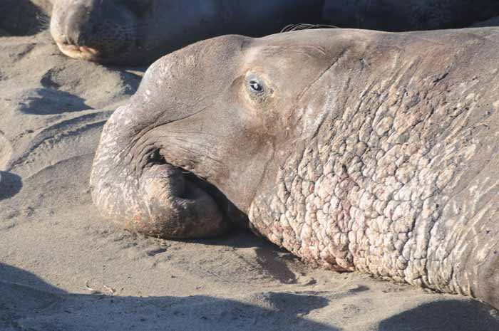 Northern Elephant Seals