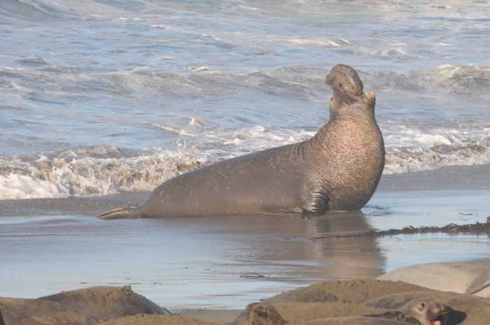 Northern Elephant Seals