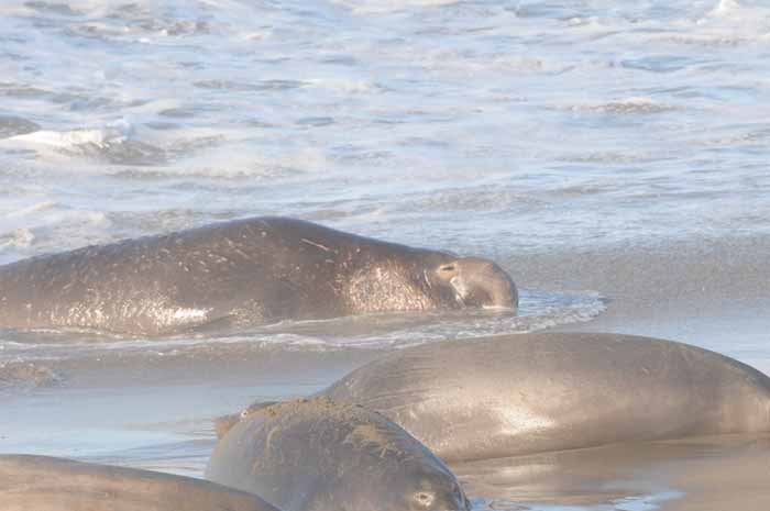 Northern Elephant Seals