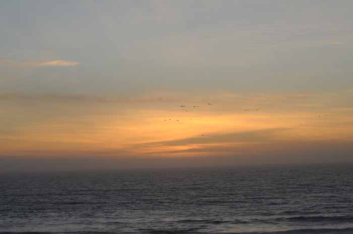 sunset flight of the gulls