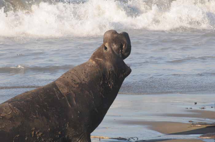 Northern Elephant Seals