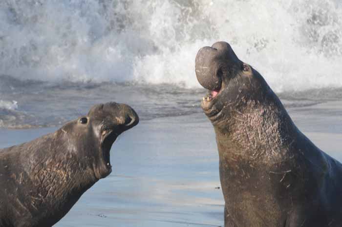 Northern Elephant Seals