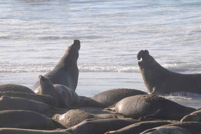 Northern Elephant Seals