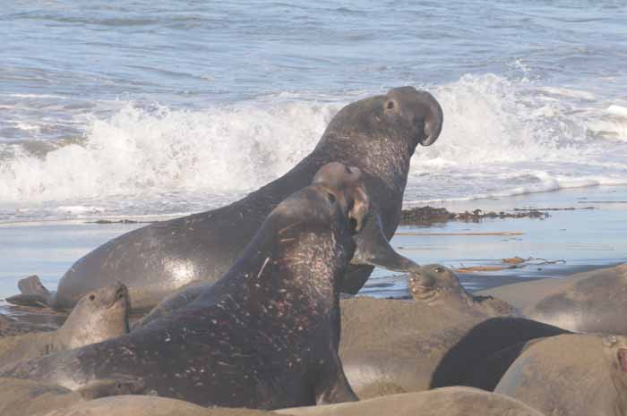 Northern Elephant Seals