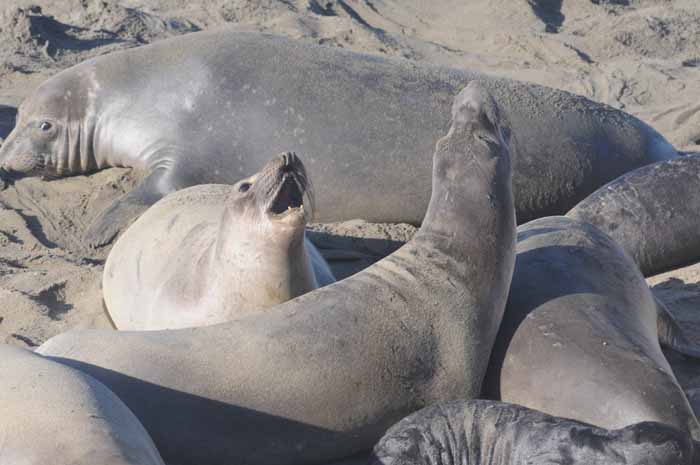 Northern Elephant Seals