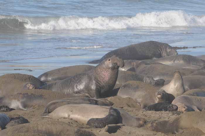 Northern Elephant Seals