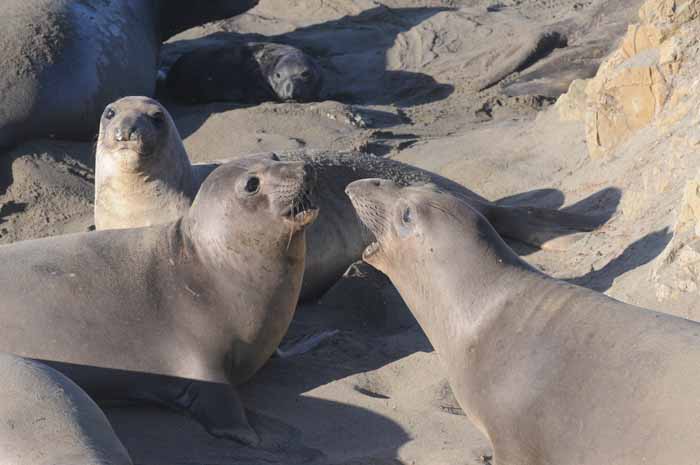 Northern Elephant Seals