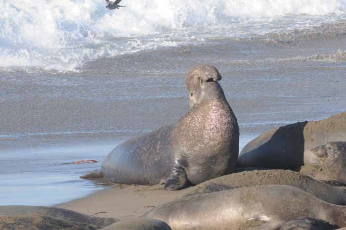 Northern Elephant Seals