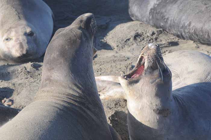 Northern Elephant Seals