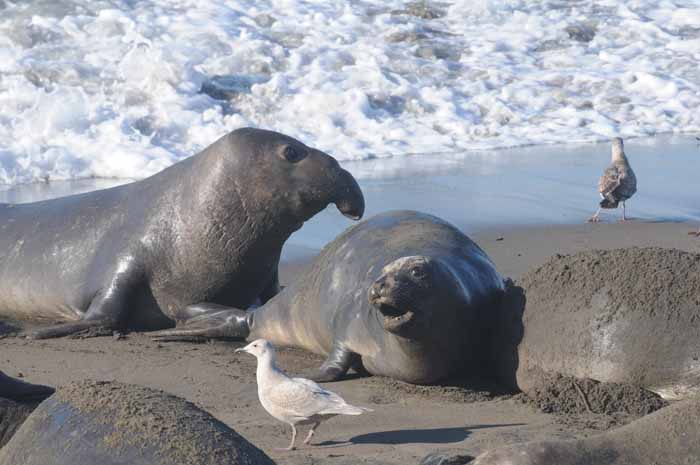 Northern Elephant Seals