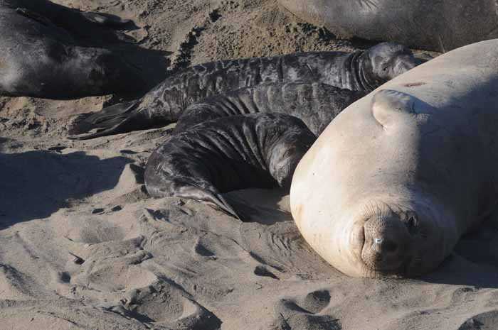 Northern Elephant Seals