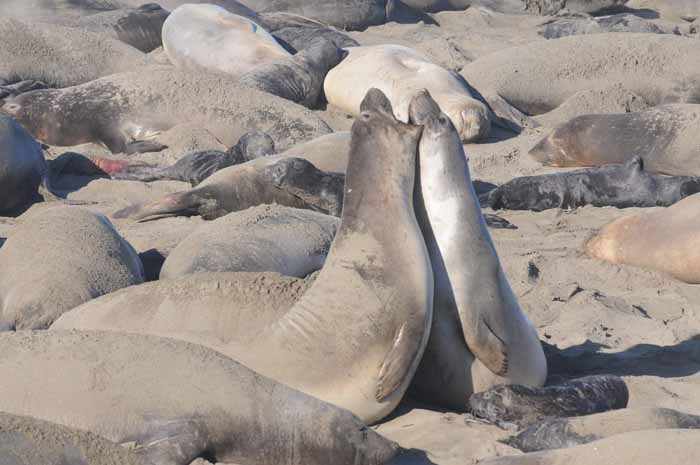 Northern Elephant Seals