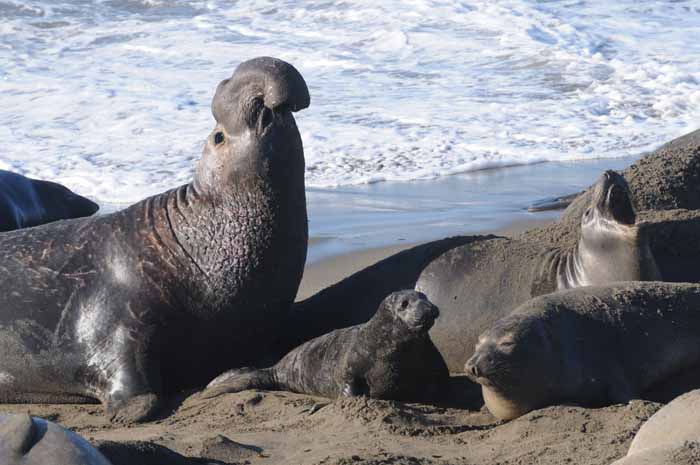 Northern Elephant Seals