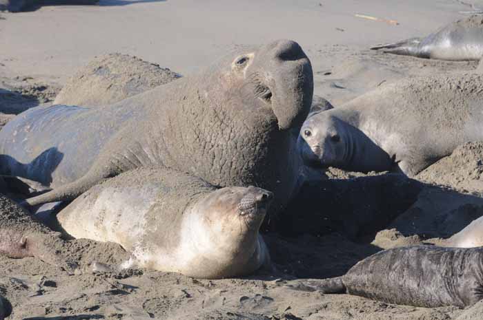 Northern Elephant Seals