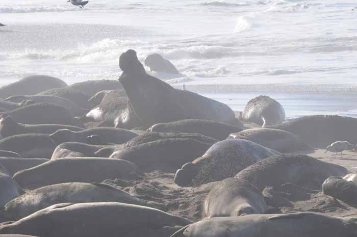 Northern Elephant Seals