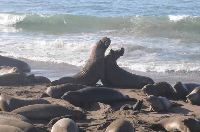 Northern Elephant Seals