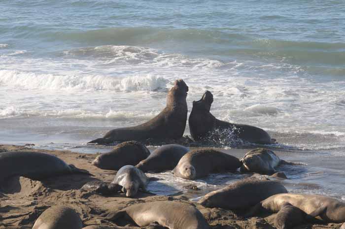 Northern Elephant Seals