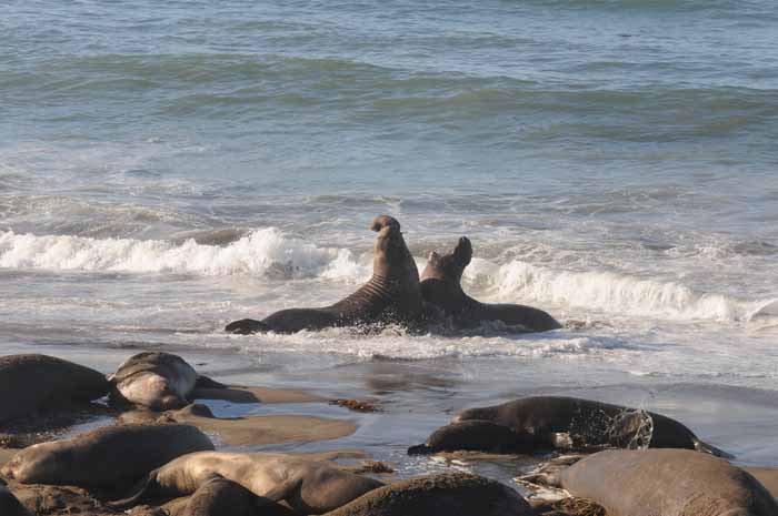 Northern Elephant Seals