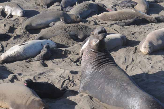 Northern Elephant Seals