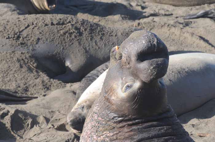 Northern Elephant Seals